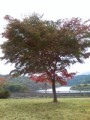 すこーし紅葉これから紅葉