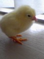 ひよこ始めました☆