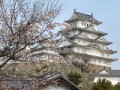 無人島の話はやめて、桜