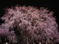 夜桜　「六義園」