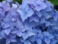 紫陽花（アジサイ）