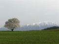撮ったど～！！小岩井一本桜