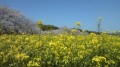 西都原の桜と菜の花