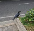 都会のカラス