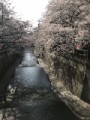 目黒川！