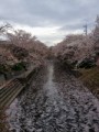 散りゆく桜もまたさくら
