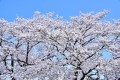 【お題日記】まだ間に合うお花見スポット
