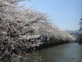 桜の花・お城・春の風