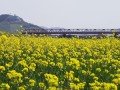筑後川の菜の花です。