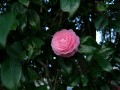 桜の下には