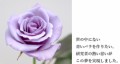 青いバラ