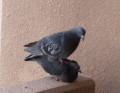 オモテの続き･･･///