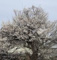 桜？梅？