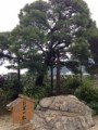 お宮の松その2