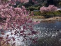河津桜はまだまだ咲いてました