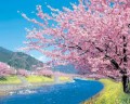 桜が開花！お花見には行きますか？