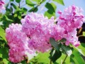 5月の花・・・ライラック