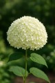 6月の日本の花・・・アナベル