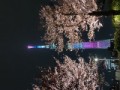 花見、隅田川