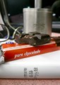 夜汽車のチョコレートにスコッチ