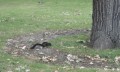 小動物