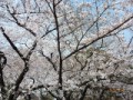 上野公園の桜