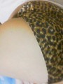 ヒョウ柄パンティ　お尻バージョン(〃ω〃)