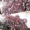 枝垂れ桜