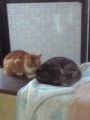 あいかわらず　に　猫