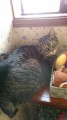 ひさびさの、うちの猫です。