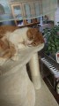 内のねこ