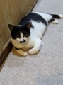 家の猫