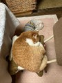 内のねこ・いぬ