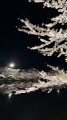 弘前城の夜桜は素晴らしいですね