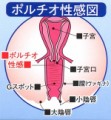ポルチオ>女体の神秘またまたウテルスセックス