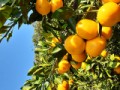 みかん狩り