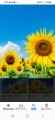 ひまわりを見ると