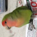 コザクラインコの帰還