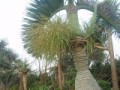 南国の面白い木と花・・・とっくりヤシ