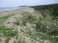 砂丘のでき方と海浜植物・イソスミレ