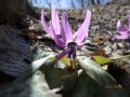 春の行楽といえば？・・妖精　カタクリ