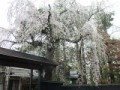 角館・・・武家屋敷の枝垂れ桜見たよ！