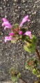 大好きな花・・雑草