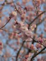 梅林公園、まだ少し早かったかな