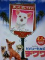 「ビバリーヒルズ　チワワ」ﾚﾋﾞｭｰ☆