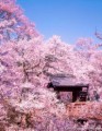 桜を求めて