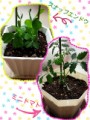 植え替え♪♪