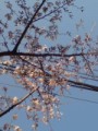桜の見ごろ