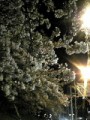 夜桜