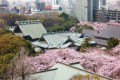 桜 開 花